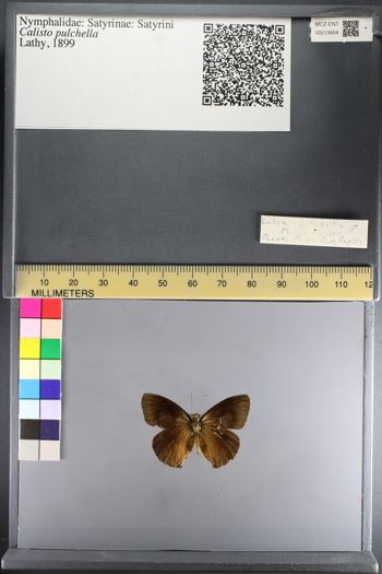 Media type: image;   Entomology 213604